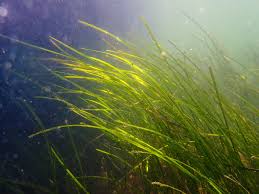 Image result for Zostera capensis
