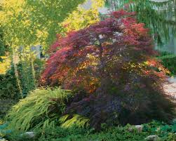 Botanical garden clone japanese maple cut japanese maple clone how to grow root maple bonsai how to propogate japanese spindle tree from cuttings japanese maple bonsai from cutting. Plants To Build A Bed Around Finegardening