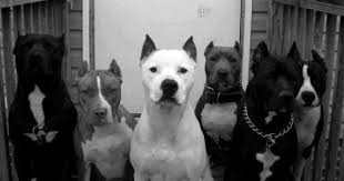 Black And White Pitbull Wallpaper Pin By Liv Sims On Pit Animal Planet Pitbulls Pitbull Dog