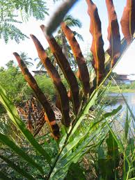 Image result for Acrostichum aureum