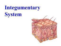 Integumentary System Functions Of The Integumentary System Protection Thermoregulation Sensory Integumentary System Human Anatomy And Physiology System