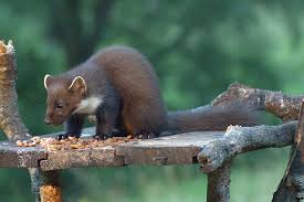 Image result for marten poop