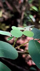 Image result for Pycnospora