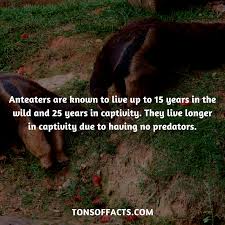 Anteaters Are Known To Live Up To 15 Years In The Wild And 25 Years In Captivity They Live Longer In Capti Fun Facts About Animals Shark Facts Elephant Facts