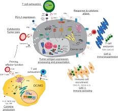 This case was discussed due to its rare. Regulation Of Antitumor Immunity By Inflammation Induced Epigenetic Alterations Cellular Molecular Immunology