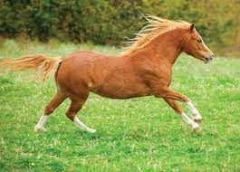 Welsh pony synonyms, welsh pony pronunciation, welsh pony translation, english dictionary definition of welsh pony. Welsh Ponies And Welsh Cobs Horse Illustrated Magazine