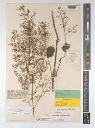 Image result for Isoglossa namuliensis