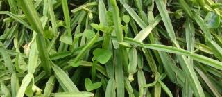 Image result for Cissus