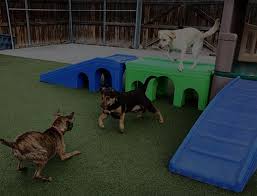 We did not find results for: Pet Resort Grand Rapids Dog Boarding Grooming