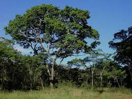 Image result for Brachystegia longifolia