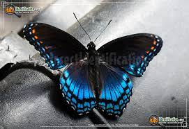 They dangle upside down from twigs to form their oddly shaped pupae, which bear a striking resemblance to large bird droppings. Red Spotted Purple Admiral Limenitis Arthemis