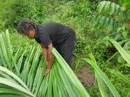 Image result for Raphia gentiliana