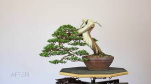 Sabina Juniper Bonsai Time Lapse Youtube