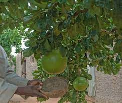 Check spelling or type a new query. Crescentia Cujete Wikipedia