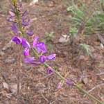 Image result for Neorautanenia