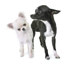 Maybe you would like to learn more about one of these? Corgi Chihuahua Mix What You Need To Know K9 Web