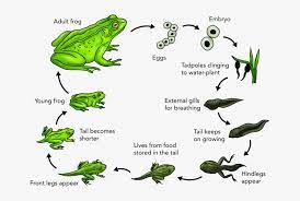 Life cycle of the frog print. Frog Transparent Egg Life Cycle Of A Frog Explanation Free Transparent Clipart Clipartkey