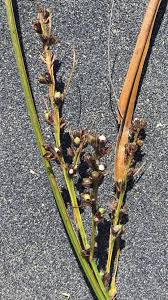 Image result for Scleria induta