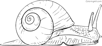 Snail coloring page by gaddynippercrayons.com. Realistic Snail Coloring Page Coloringall