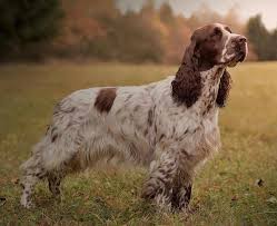 Image result for anglický špringršpaněl