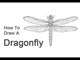 Greatbigcanvas.com has been visited by 100k+ users in the past month How To Draw A Dragonfly Youtube