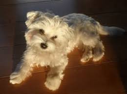 Maybe you would like to learn more about one of these? Cute Maltese Hair Cuts And Styles