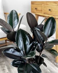 Image result for Ficus elastica
