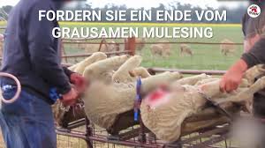 Das thema mulesing ist in der schweiz gerade wieder sehr aktuell. Fordern Sie Ein Ende Des Mulesing Vier Pfoten Youtube
