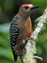 Birds Native To Pennsylvania Red Crowned Woodpecker Melanerpes Rubricapillus Cr Pa Co Ve Gy Gf Tobago Photo 1f Photos On Flickr Flickr Photo S Bird Species Birds Woodpecker