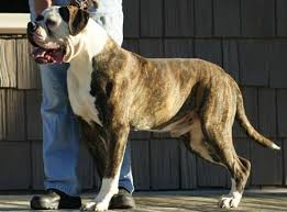 To advance this breed to a state of similarity throughout the world; Blue Brindle N White With Blue Eyes Male American Bulldog Johnson For Sale In Greenup Kentucky Classified Americanlisted Com