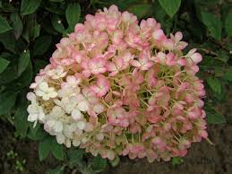 Image result for Basella paniculata