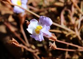 Image result for Mimulus gracilis