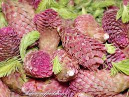 Conurile pe tija sunt ideale pentru decoratiunile de craciun sau pentru diverse aranjamente florale. Sirop Din Conuri Si Muguri De Pin Pine Buds And Cones Syrup Life And Coffee Beans