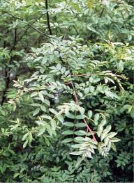 Image result for Zanthoxylum sp. A