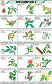 medicinal plants ii chart manufacturer supplier exporter