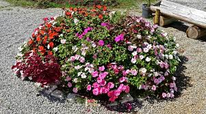 Image result for Impatiens irvingii