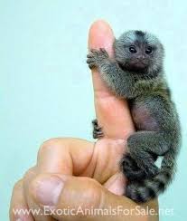 Monkeys look adorable and almost seem relatable since humans share genetic material with these creatures, but the care for these creatures can be challenging. Monkeys For Sale