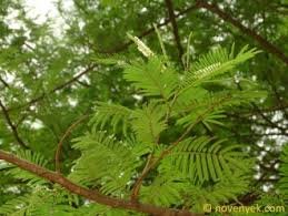 Image result for Acacia ataxacantha