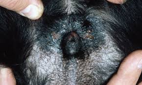 Differentiating Canine Urinary Tract Infections Clinician S Brief