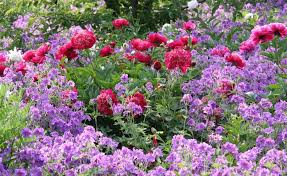 Stauden Fur Lehmboden Lehmboden Mehrjahrige Blumen Stauden