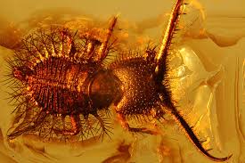 Amber laura heard was born in austin, texas, to patricia paige heard (née parsons), an internet researcher, and david c. Baltic Amber Specimens To Be Returned To Konigsberg Collection Harvard Gazette