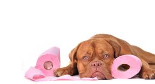 In diesem fall lässt sich das blut nur durch eine laboranalyse feststellen (test. Verdauungsstorungen Beim Hund