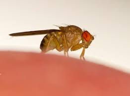 Fly repellent and preventing fly outbreaks. Fruit Drain Flies How To Get Rid Of Fruit Flies Raid Bug Basics