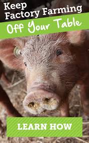 Maybe you would like to learn more about one of these? Animals On Factory Farms Chickens Pigs Cattle Aspca