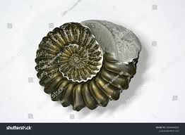 Image result for Pleioceras