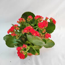 Image result for Kalanchoe dyeri