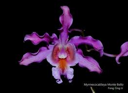 Image result for Clutia monticola