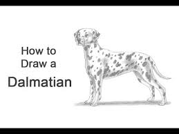 Learn to draw a puppy, easy drawing cartoon characters for kids. How To Draw A Dog Dalmatian Youtube