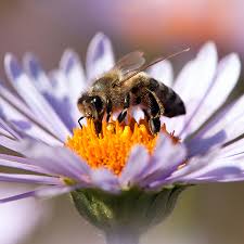 When bees land on a flower, like this how do bees pollinate food? Why We Need And Love Honey Bees Abbott Florist