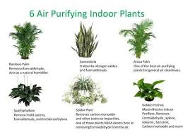6 Air Purifing Indoor Plants Air Cleaning Plants Best Indoor Plants Best Office Plants